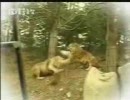 【衝撃映像】ライオンが虎と戦う