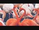 【歌ってみた】Flamingo／米津玄師