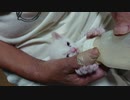 拾い猫の子育て9