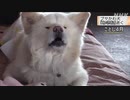 ぶさかわ犬「わさお」天国へ