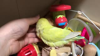 人気の こざくらいんこ 動画 493本 6 ニコニコ動画