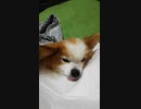 震えるワンコ（パピヨン）