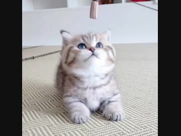 もふもふ子猫(=^・^=)