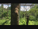 山梨県北杜市にあるオオムラサキセンターでオオムラサキの幼虫を遭いました！コロナウイルスで県外に出られない方、 コロナの自粛が落ち着いたら お子様がいらっしゃる方は ぜひ 行ってみてください