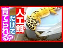 【虫嫌いの人に見てほしい】レオパは人工餌だけで育てられるのか？