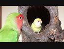 [リンゴの木] チャーム商品紹介＆インコ達みんなで遊んでみたヨ