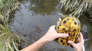 琵琶湖近辺にガサガサ行ったらカメの貴重な生態が撮れた【琵琶湖ガサガサ①】