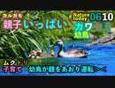 0610今日撮り野鳥動画まとめ　カルガモ家族いっぱい。赤腹カルガモ何者？カワセミ幼鳥、スッポン幼獣など