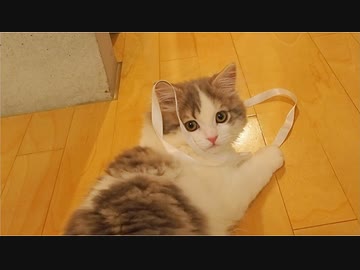 リボンと子猫。