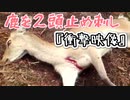 鹿の止め刺し2頭まとめて！！かなり刺激的な映像なんで気をつけて下さい