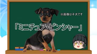 【ゆっくり解説】犬種１９：ミニチュア・ピンシャー