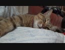 コタツ卒業のタタルさん　＃169