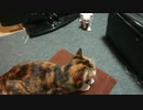 拾い猫の子育て10