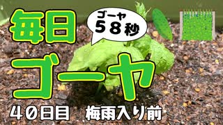 【毎日ゴーヤ】毎日５８秒でゴーヤの成長をみる動画（４０日目）