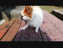 キョロキョロするワンコ（パピヨン）3