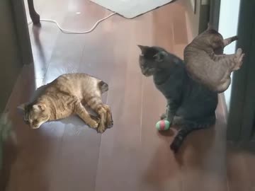 【うちの猫】実写猫合成練習