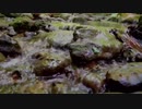 風見芳明