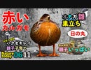 0611今日撮り野鳥動画まとめ　赤いカルガモ。オナガ雛巣立ち？セグロセキレイ雛2巡目✨