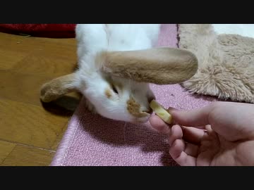 初めてバナナを食べるうさぎさん