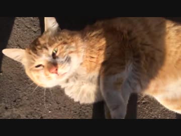 古参ボス猫、猫社会のトラブルを解決する