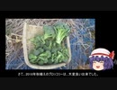 ゆっくり農民135ブロッコリーを育ててみませんか？