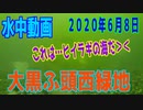 水中動画（2020年6月8日）in 大黒ふ頭西緑地