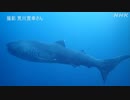 NHKニュース｜生きたメガマウス 東京湾の沖合に 6メートルの「幻のサメ」