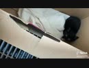 家の前に子猫が箱に入って捨てられてました。
