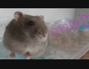 今日は屋上でお食事パーティーなハムスター♡  A hamster having a dinner party on the roof today♡ #52【ハムスター物語】