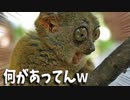 2020「絶対笑う」動物だけの殿堂入りボケてがツッコミどころ満載だったｗｗｗ【ツッコミ系youtuber】【天才的ボケて】【思わず吹いたｗ腹が痛いほど爆笑する犬,猫,猿,動物の面白ハプニング画像集】