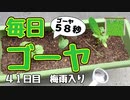 【毎日ゴーヤ】毎日５８秒でゴーヤの成長をみる動画（４１日目）