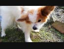 バッタとうちのワンコ（パピヨン）