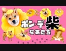 まるでライオンさん！ポン・デ・柴化した柴犬ももっぷが可愛すぎる