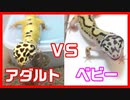 【どっちが良いの？】レオパを購入するならベビーかアダルトどっちが良いのか？