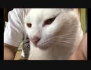 白い猫は背中のマッサージを好む