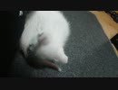 拾い猫の子育て11