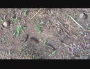 前回、松についた毛虫をキンチョールで駆除した結果！前回、キンチョールで毛虫を駆除しましたが まだ生き残っている毛虫が多数いました！ またもう一回くらいは駆除した方が いいみたいです！