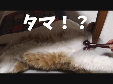 タマ無し猫にタマができました。