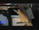 イタズラしてたら落ちるフェネックギツネ