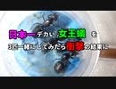 【アリの飼育記2冊目#13】日本一デカい女王蟻を3匹一緒にしたら衝撃の結果に