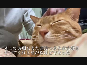 対決！ベテラン子猫VSシニア子猫