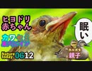 0612今日撮り野鳥動画まとめ　ヒヨドリ雛✨、カワセミ帰巣✨エナガ、カルガモ親子