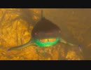 【サメ】ゆっくりMANEATER_PART16【ゆっくり実況】