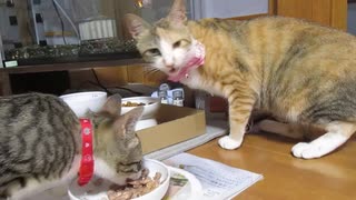 ねこねこ生活/48　まだらぽんずの食事風景