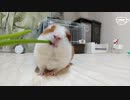【モルモット咀嚼音】うちのテディモルモットにまたまた「せり」をあげたんよ【ナレーション：東北きりたん】
