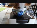 お食事中のワンコ（パピヨン） 2