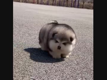 UMA見つかるU^ｪ^U