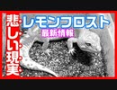 【繁殖してはいけない⁉】レオパのモルフ 『レモンフロスト』について最新情報が発表されました