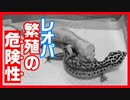 【閲覧注意】レオパが繁殖の際に怪我をしてしまいました