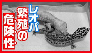 【閲覧注意】レオパが繁殖の際に怪我をしてしまいました